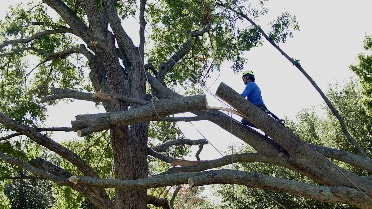 Professional Crown Thinning performed by certified arborists in Panama